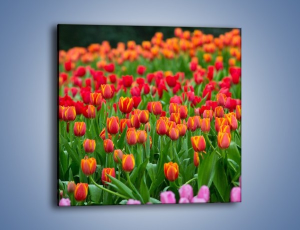 Obraz na płótnie – Tulipanowa rozkosz dla oka – jednoczęściowy kwadratowy K216
