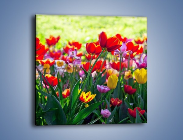 Obraz na płótnie – Odpoczynek wśród tulipanów – jednoczęściowy kwadratowy K218