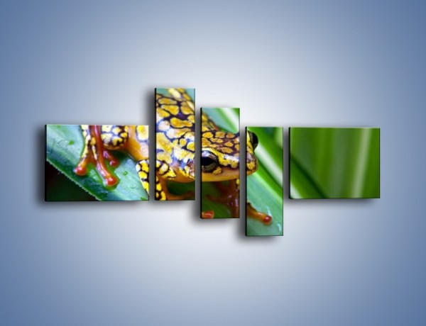 Obraz na płótnie – Kolorowy płaz na liściu – pięcioczęściowy Z026W5