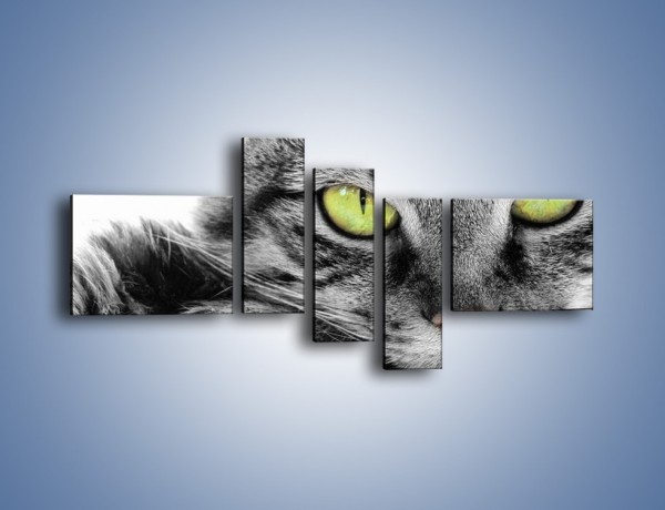 Obraz na płótnie – Obserwujący koci wzrok – pięcioczęściowy Z031W5