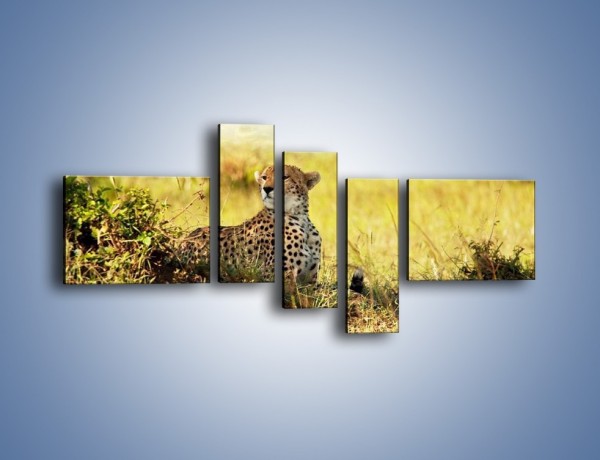 Obraz na płótnie – Relaks z gepardem w cieniu – pięcioczęściowy Z040W5