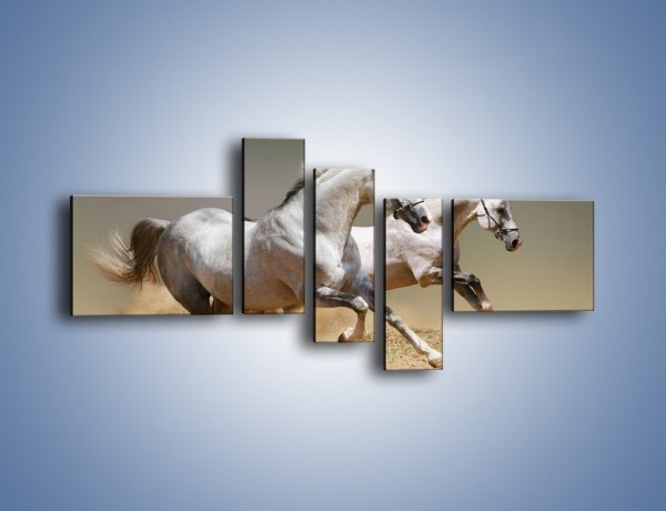 Obraz na płótnie – Białe konie w pustynnym galopie – pięcioczęściowy Z055W5