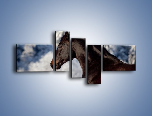 Obraz na płótnie – Brązowy ogier na zimowym spacerze – pięcioczęściowy Z056W5