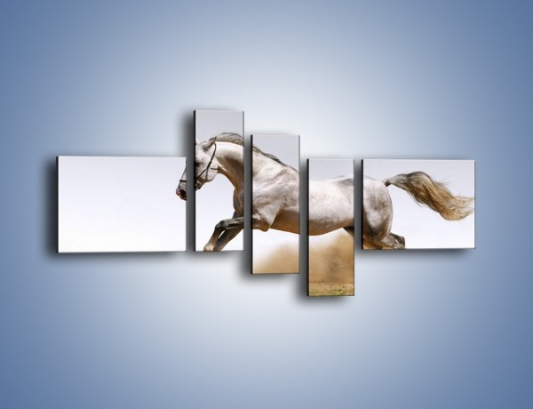 Obraz na płótnie – Srebrny koń w galopie – pięcioczęściowy Z062W5