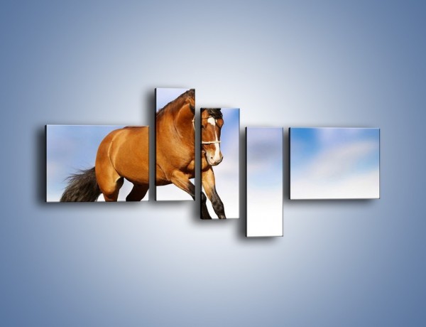 Obraz na płótnie – Przejażdżka na brązowym koniu – pięcioczęściowy Z064W5