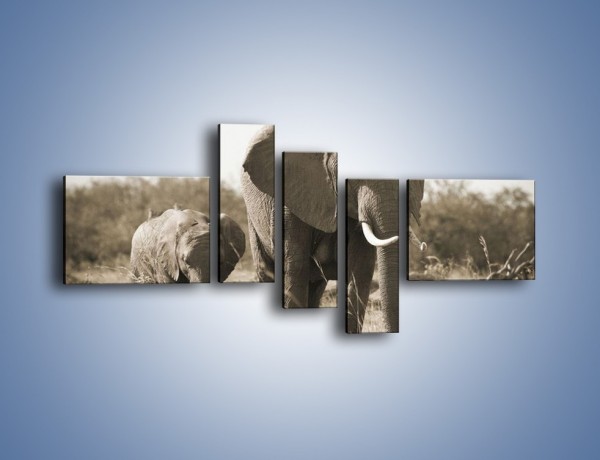 Obraz na płótnie – Wędrówki słoni przez sawannę – pięcioczęściowy Z081W5