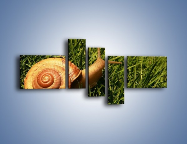Obraz na płótnie – Z ślimakiem przez łąkę – pięcioczęściowy Z103W5