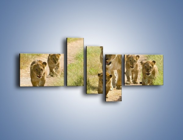 Obraz na płótnie – Spacer z małymi lwiątkami – pięcioczęściowy Z112W5