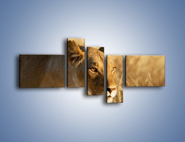 Obraz na płótnie – Polowanie z lwicą – pięcioczęściowy Z132W5