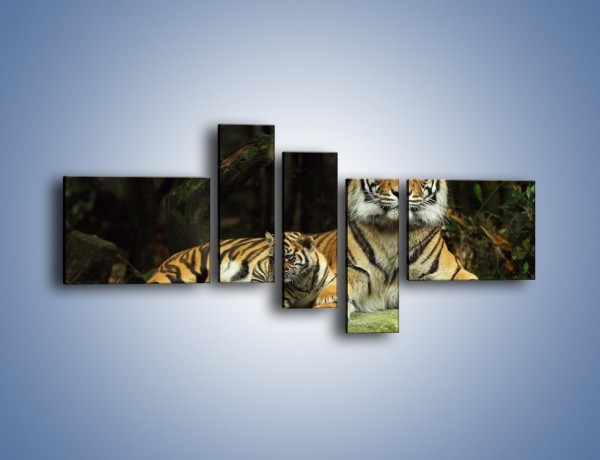Obraz na płótnie – Tygrysia mamusia z maleństwem – pięcioczęściowy Z138W5