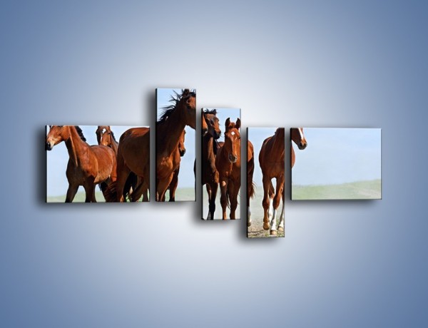 Obraz na płótnie – Konie na wybiegu – pięcioczęściowy Z222W5