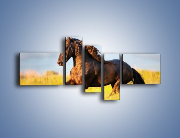 Obraz na płótnie – Dziki koń i jego mięśnie – pięcioczęściowy Z232W5