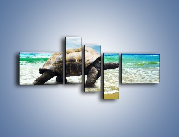 Obraz na płótnie – Jak tu nie kochać żółwi – pięcioczęściowy Z251W5