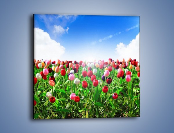 Obraz na płótnie – Droga do nieba z tulipanami – jednoczęściowy kwadratowy K219