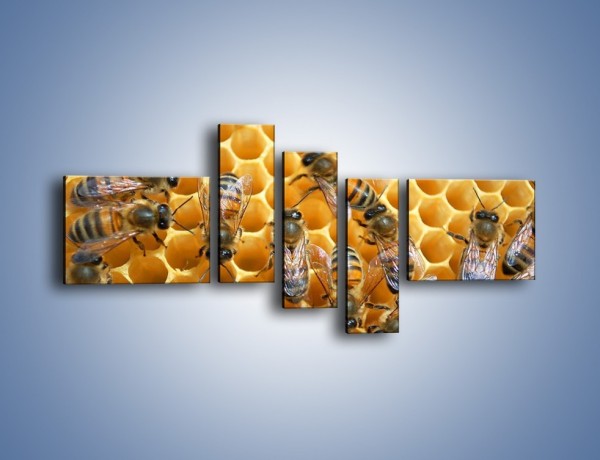 Obraz na płótnie – Pszczoły na plastrze miodu – pięcioczęściowy Z265W5