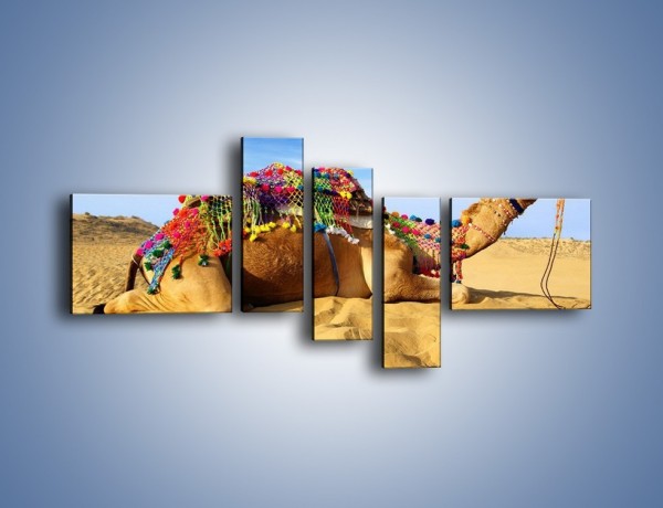 Obraz na płótnie – Wystrojony wielbłąd na pustyni – pięcioczęściowy Z266W5