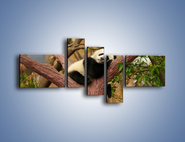 Obraz na płótnie – Sen pandy na drzewie – pięcioczęściowy Z286W5