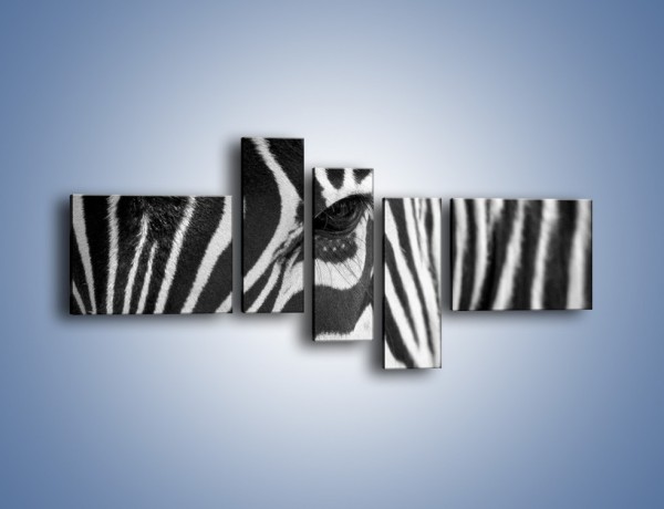 Obraz na płótnie – Zebra z bliska – pięcioczęściowy Z301W5