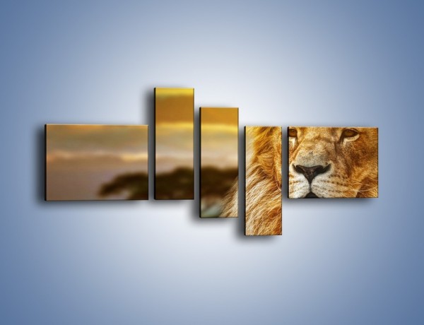 Obraz na płótnie – Dojrzały wiek lwa – pięcioczęściowy Z303W5