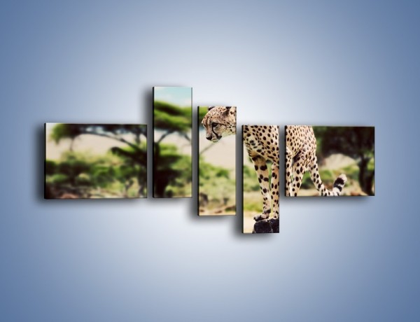 Obraz na płótnie – Cała zwinność geparda – pięcioczęściowy Z315W5