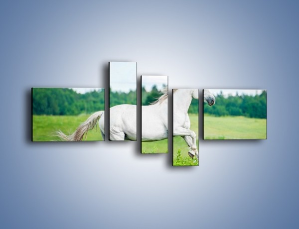 Obraz na płótnie – Biały koń i leśna polana – pięcioczęściowy Z317W5