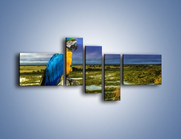 Obraz na płótnie – Papuga w kolorze wzburzonego nieba – pięcioczęściowy Z320W5