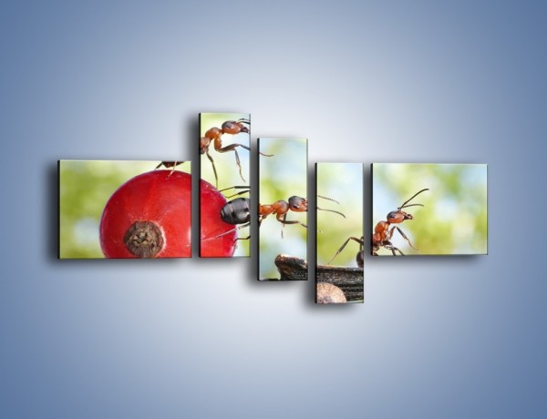 Obraz na płótnie – Mrówki i ich powóz – pięcioczęściowy Z325W5