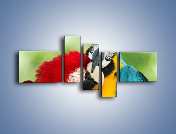 Obraz na płótnie – Miłość między papugami – pięcioczęściowy Z333W5