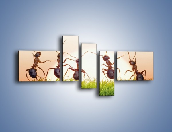 Obraz na płótnie – Taniec mrówek na trawie – pięcioczęściowy Z338W5