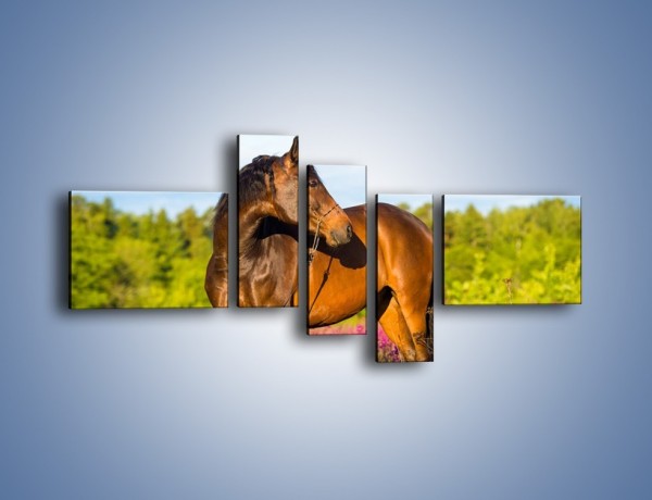 Obraz na płótnie – Koń w lawendowym polu – pięcioczęściowy Z340W5