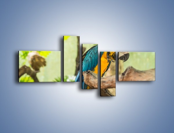 Obraz na płótnie – Zła potargana papuga – pięcioczęściowy Z345W5