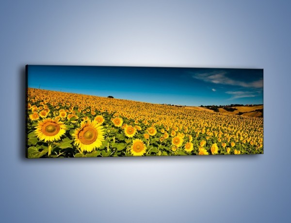 Obraz na płótnie – Słonecznikowe uśmiechnięte główki – jednoczęściowy panoramiczny KN205