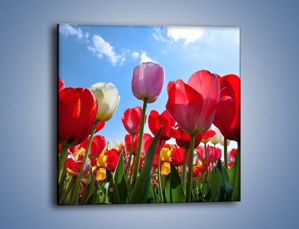 Obraz na płótnie – Kolorowy zawrót głowy z tulipanami – jednoczęściowy kwadratowy K221