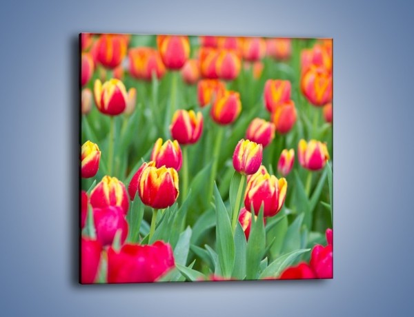Obraz na płótnie – Spacer wśród czerwonych tulipanów – jednoczęściowy kwadratowy K231