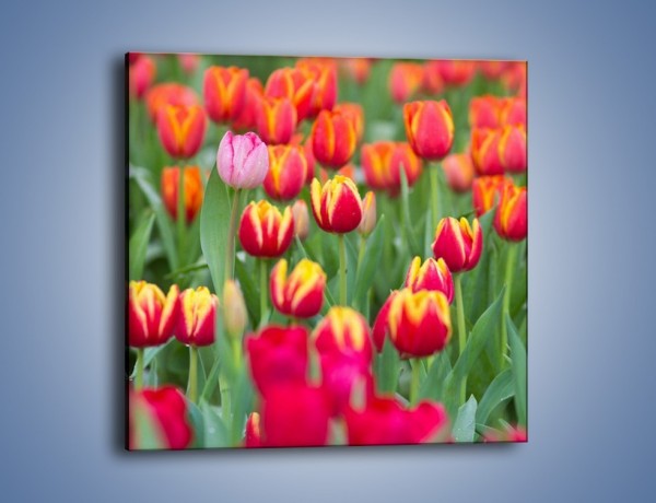 Obraz na płótnie – Tulipany w wąskim gronie – jednoczęściowy kwadratowy K233