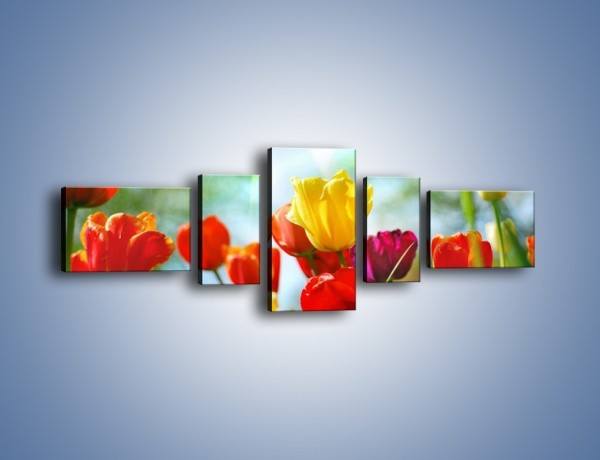 Obraz na płótnie – Pole polskich tulipanów – pięcioczęściowy K011W6