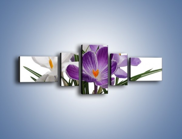 Obraz na płótnie – Biało-fioletowe krokusy – pięcioczęściowy K020W6