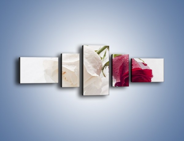Obraz na płótnie – Róża biała czy czerwona – pięcioczęściowy K077W6