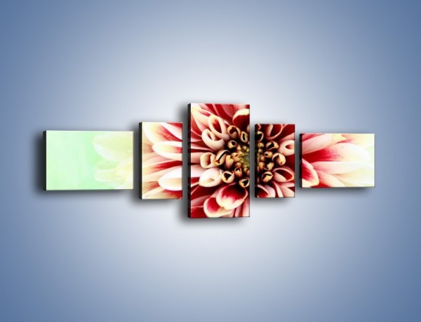 Obraz na płótnie – Rozwinięty jasny kwiat dalii – pięcioczęściowy K098W6