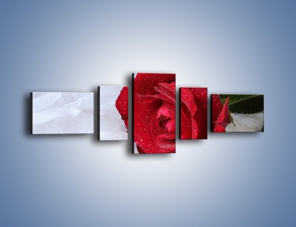 Obraz na płótnie – Bordowa róża na białej pościeli – pięcioczęściowy K1023W6