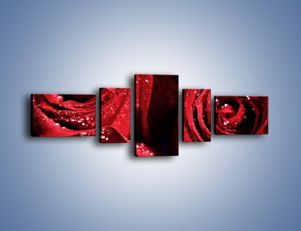 Obraz na płótnie – Róża czerwona jak wino – pięcioczęściowy K170W6