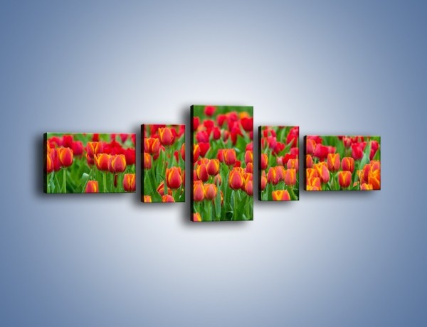 Obraz na płótnie – Tulipanowa rozkosz dla oka – pięcioczęściowy K216W6