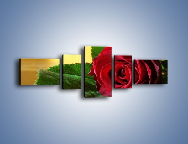 Obraz na płótnie – Róża w domowym zaciszu – pięcioczęściowy K339W6