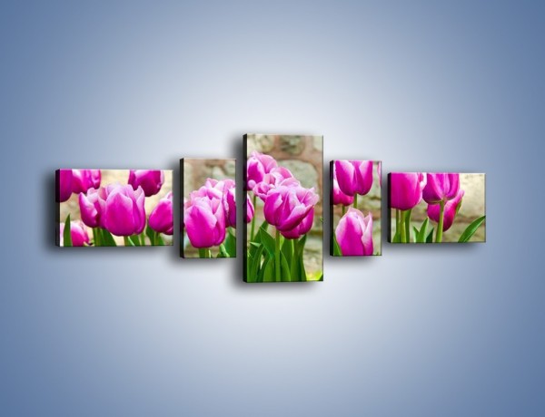 Obraz na płótnie – Tulipany w domowym ogródku – pięcioczęściowy K409W6