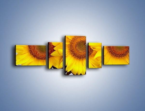 Obraz na płótnie – Najpiękniejsza odsłona słoneczników – pięcioczęściowy K416W6