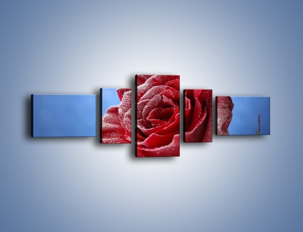 Obraz na płótnie – Róża w chłodne dni – pięcioczęściowy K597W6