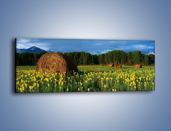Obraz na płótnie – Żółte kwiatuszki na łące – jednoczęściowy panoramiczny KN308