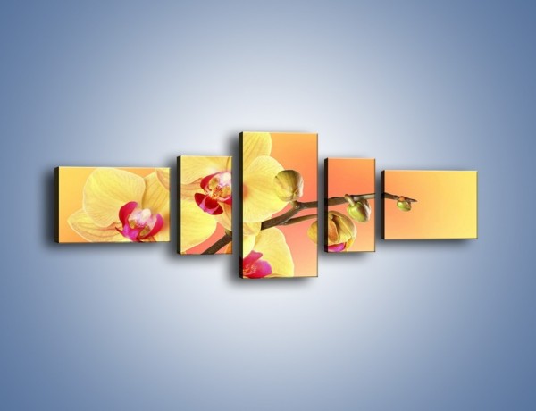 Obraz na płótnie – Kwiat w kolorze grejfruta – pięcioczęściowy K649W6