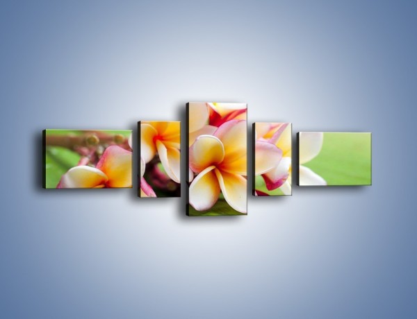 Obraz na płótnie – Nowa odmiana magnolii – pięcioczęściowy K899W6