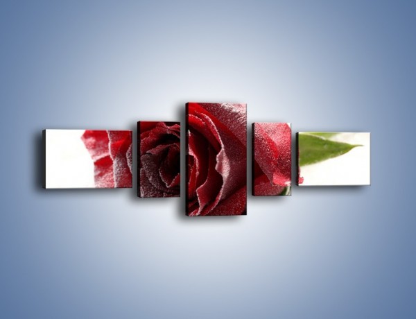 Obraz na płótnie – Zimne podłoże i czerwona róża – pięcioczęściowy K933W6